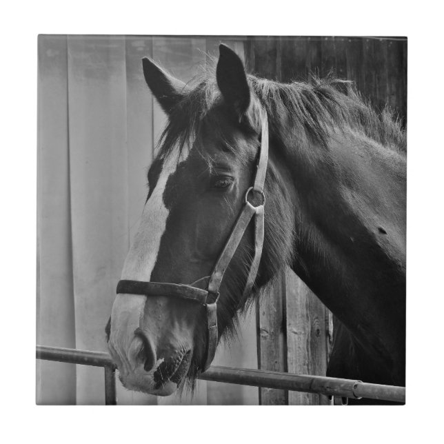 Black White Horse - Animal Photography Art Ceramic Tile (Front)