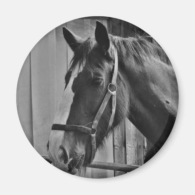 Black White Horse - Animal Photography Art Magnet (Front)