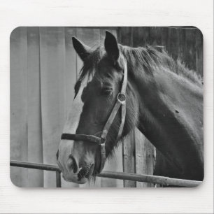 Black White Horse - Animal Photography Art Mouse Pad