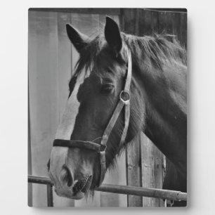 Black White Horse - Animal Photography Art Plaque