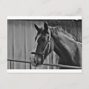 Black White Horse - Animal Photography Art Postcard
