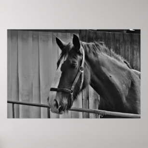 Black White Horse - Animal Photography Art Poster
