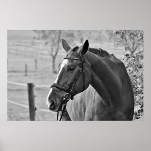 Black White Horse - Animal Photography Artwork Poster