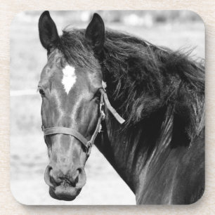 Black White Horse Coaster