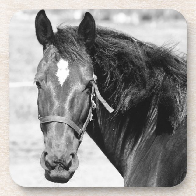 Black White Horse Coaster (Front)