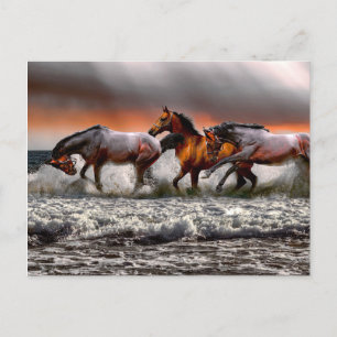 Black White Horse Monochrome Picture Postcard