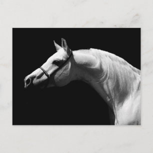 Black & White Horse Postcard