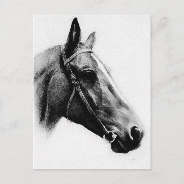 Black & White Horse Postcard (Front)