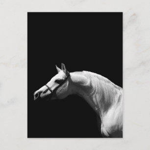 Black & White Horse Postcard
