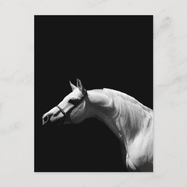 Black & White Horse Postcard (Front)