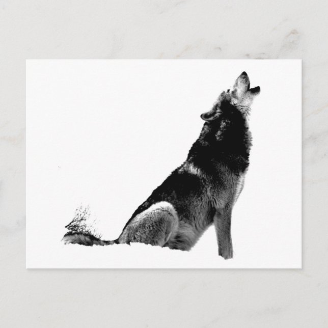 Black White Howling Wolf Postcard (Front)