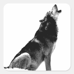 Black White Howling Wolf Square Sticker