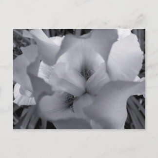 Black & White Iris Postcard
