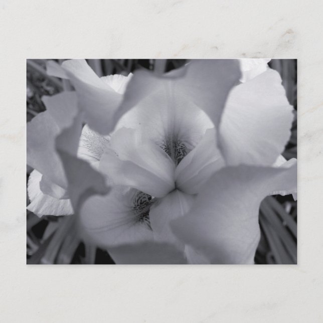 Black & White Iris Postcard (Front)