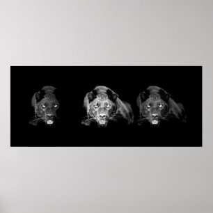 Black & White Jaguar Poster