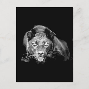 Black & White Jaguar -Wild Cats Postcard