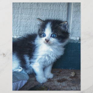 Black + White Kitten