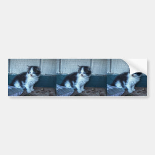 Black + White Kitten Bumper Sticker