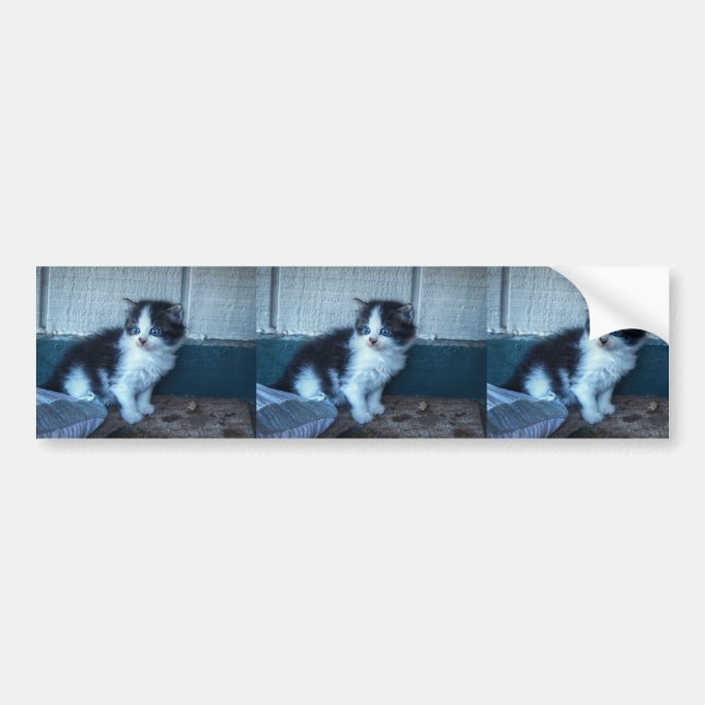 Black + White Kitten Bumper Sticker (Front)