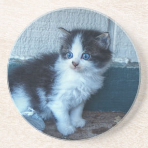 Black + White Kitten Coaster