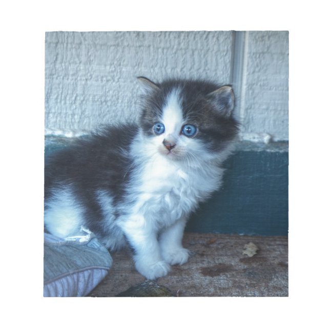 Black + White Kitten Notepad (Front)