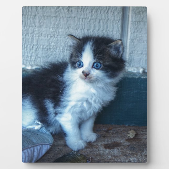 Black + White Kitten Plaque (Front)