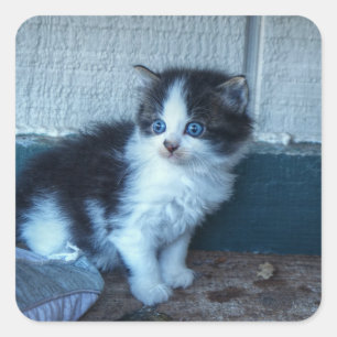 Black + White Kitten Square Sticker