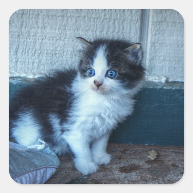 Black + White Kitten Square Sticker (Front)