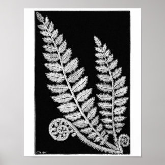 Black & White Lace Fern Vintage Poster Art Print