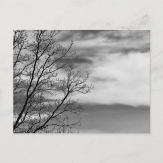 Black & White Landscape Nature Photo Postcard