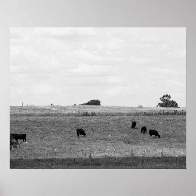Black & White Landscape of Cows Grazing in a Field Poster (Front)