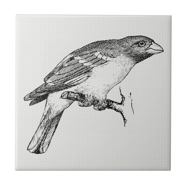 Black & White Line Drawing Bird Ceramic Tile (Front)