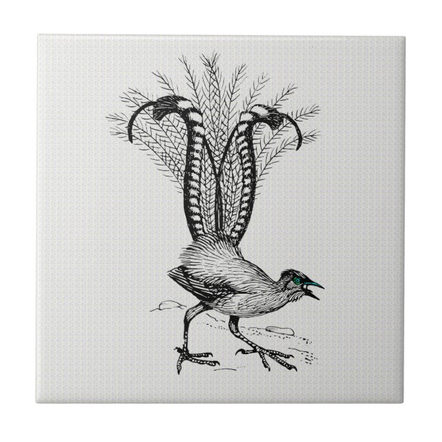Black & White Line Drawing Lyre Bird Tile (Front)