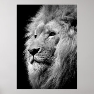 Black & White Lion / Animal Photography Art Poster