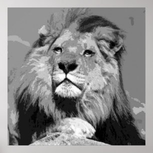 Black White Lion - Animal Photography Artwork Poster