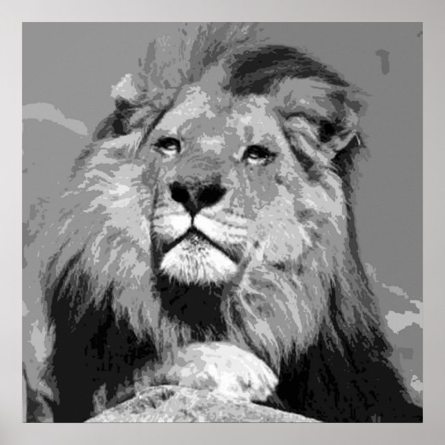 Black White Lion - Animal Photography Artwork Poster (Front)