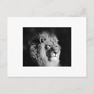 Black & White Lion Photo Postcard