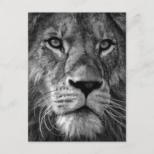 Black & White Lion Photo Postcard