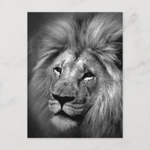 Black & White Lion Photo Postcard