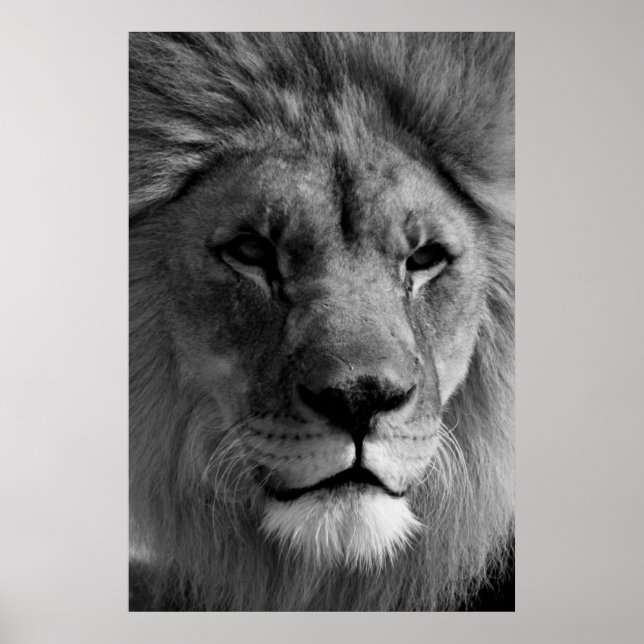 Black & White Lion Photography Artwork Poster (Front)