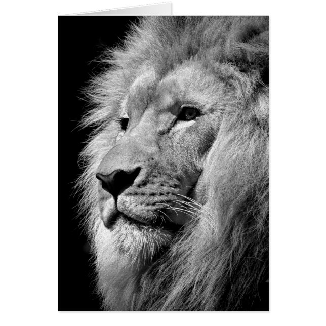 Black White Lion Portrait - Animal Photography (Front)