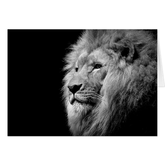 Black White Lion Portrait - Animal Photography (Front Horizontal)