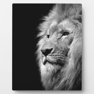 Black White Lion Portrait - Animal Photography Plaque