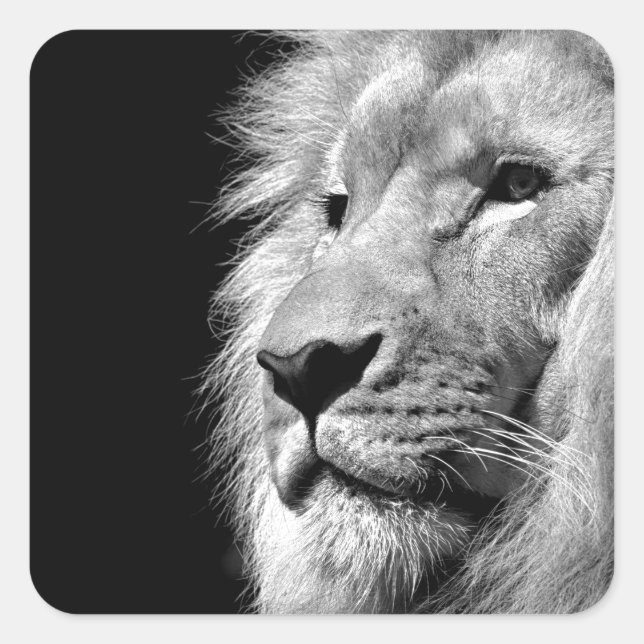 Black White Lion Portrait - Animal Photography Square Sticker (Front)