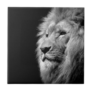 Black White Lion Portrait - Animal Photography Tile