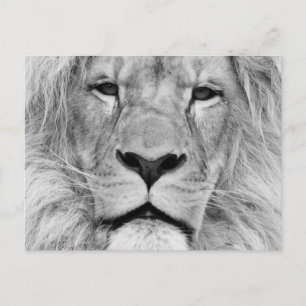 Black & White Lion Postcard