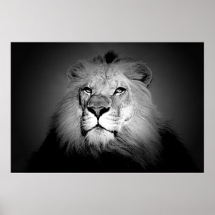 Black & White Lion Poster Print