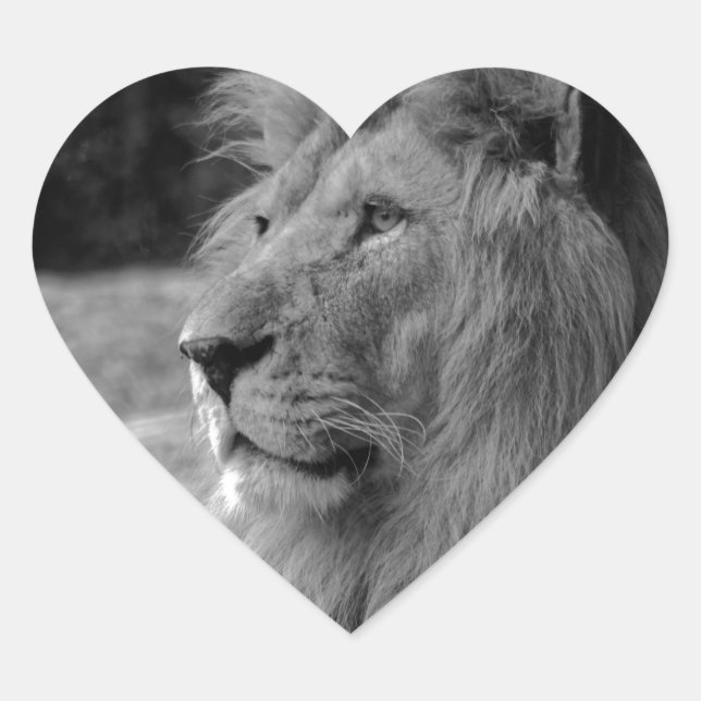 Black & White Lion - Wild Animal Heart Sticker (Front)