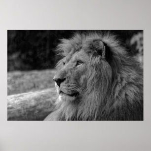 Black & White Lion - Wild Animal Photography Poster