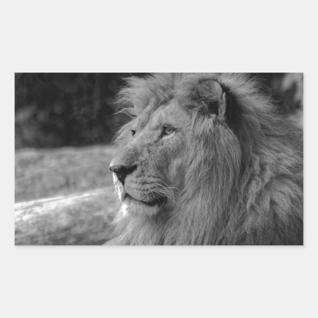 Black & White Lion - Wild Animal Rectangular Sticker (Front)